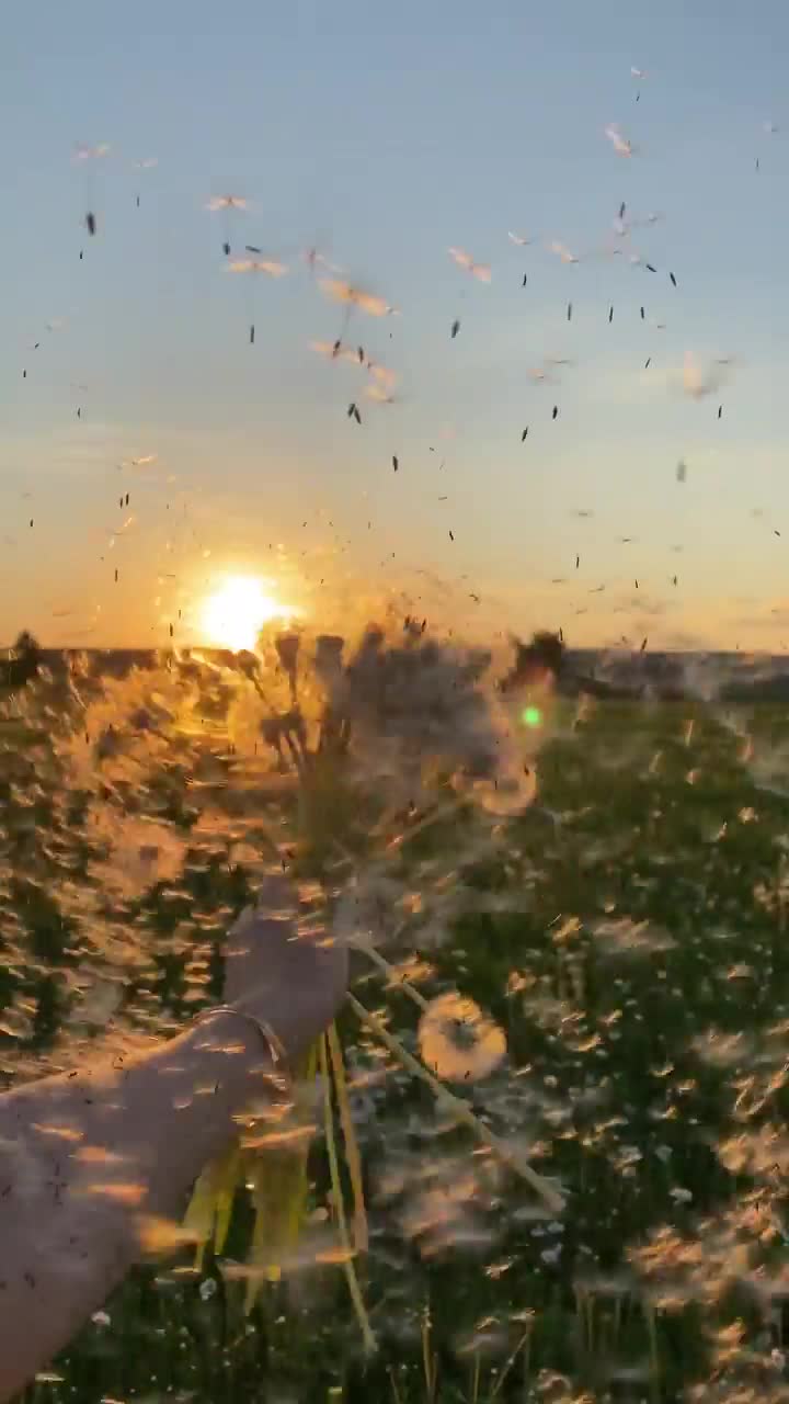 Original Sound - MANELE SHOT