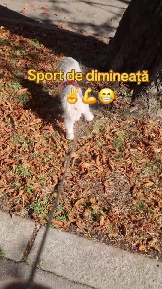 #mydog