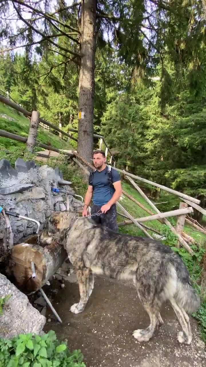 TAYPAN - un Asiatic Uriaș din câinii crescuți de David Hegedus