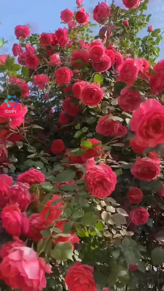 Video de @gupiuser162590