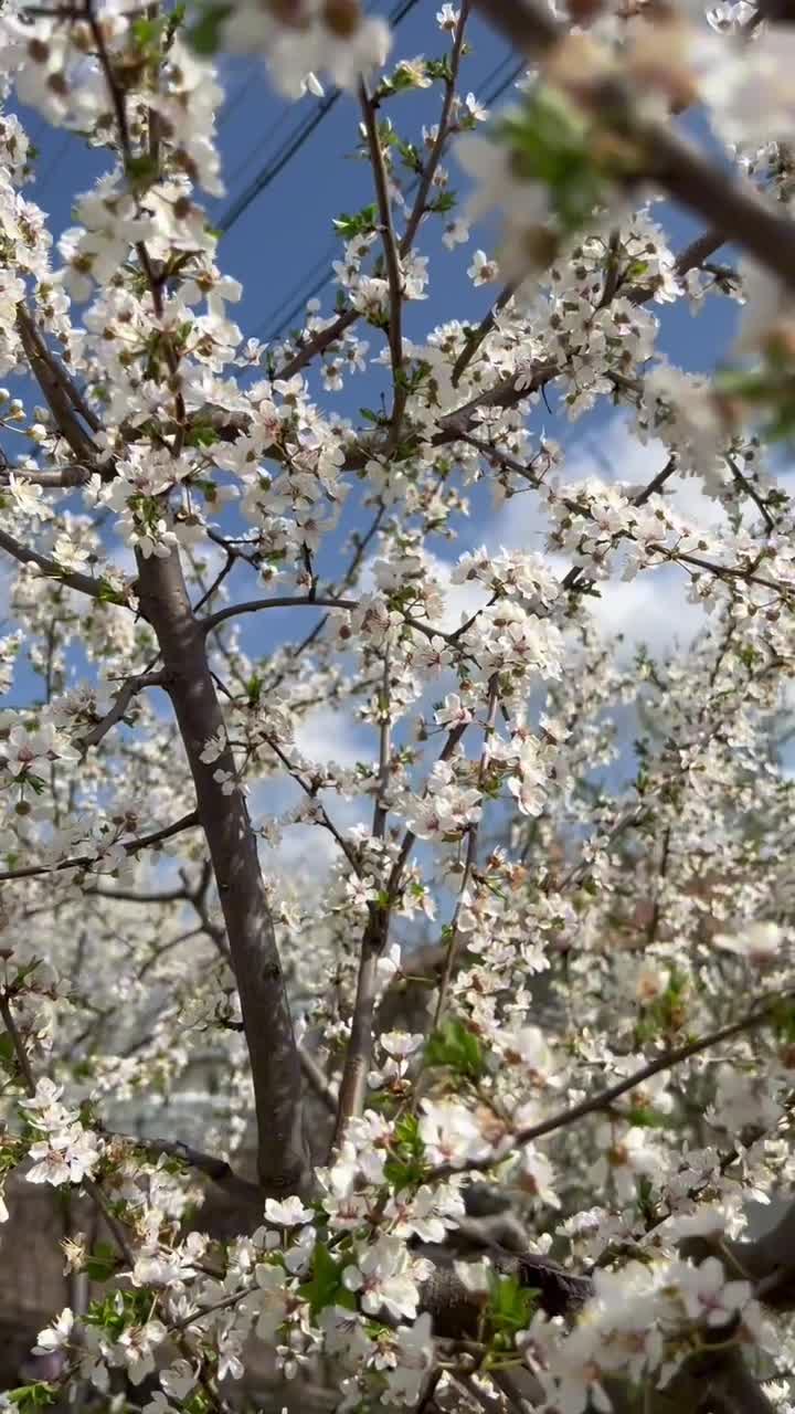Vine vine primăvara