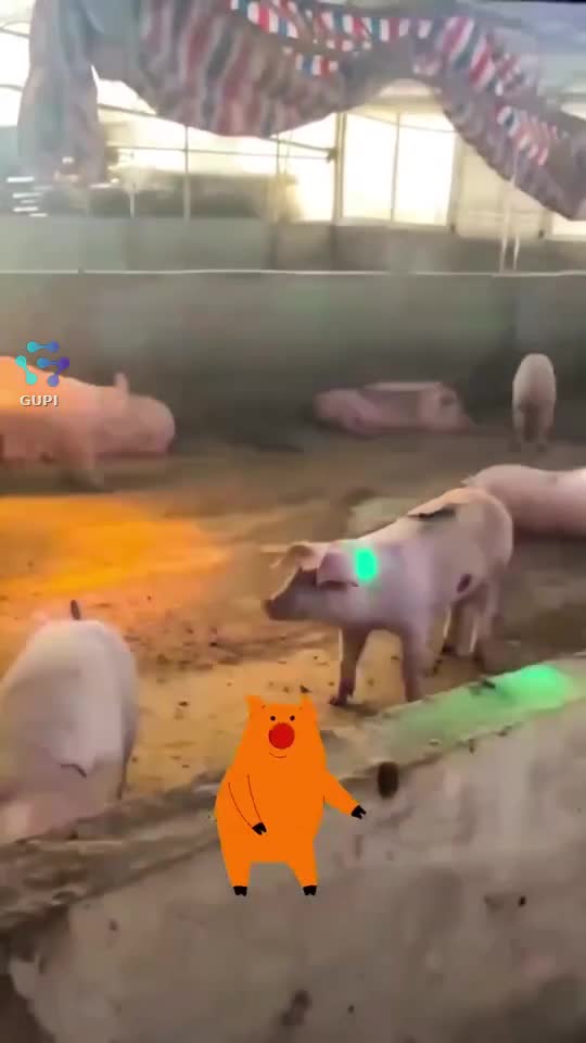 si porcii iubesc aceasta melodie 🤣