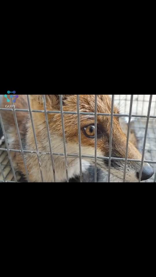 Video de @gupiuser156147