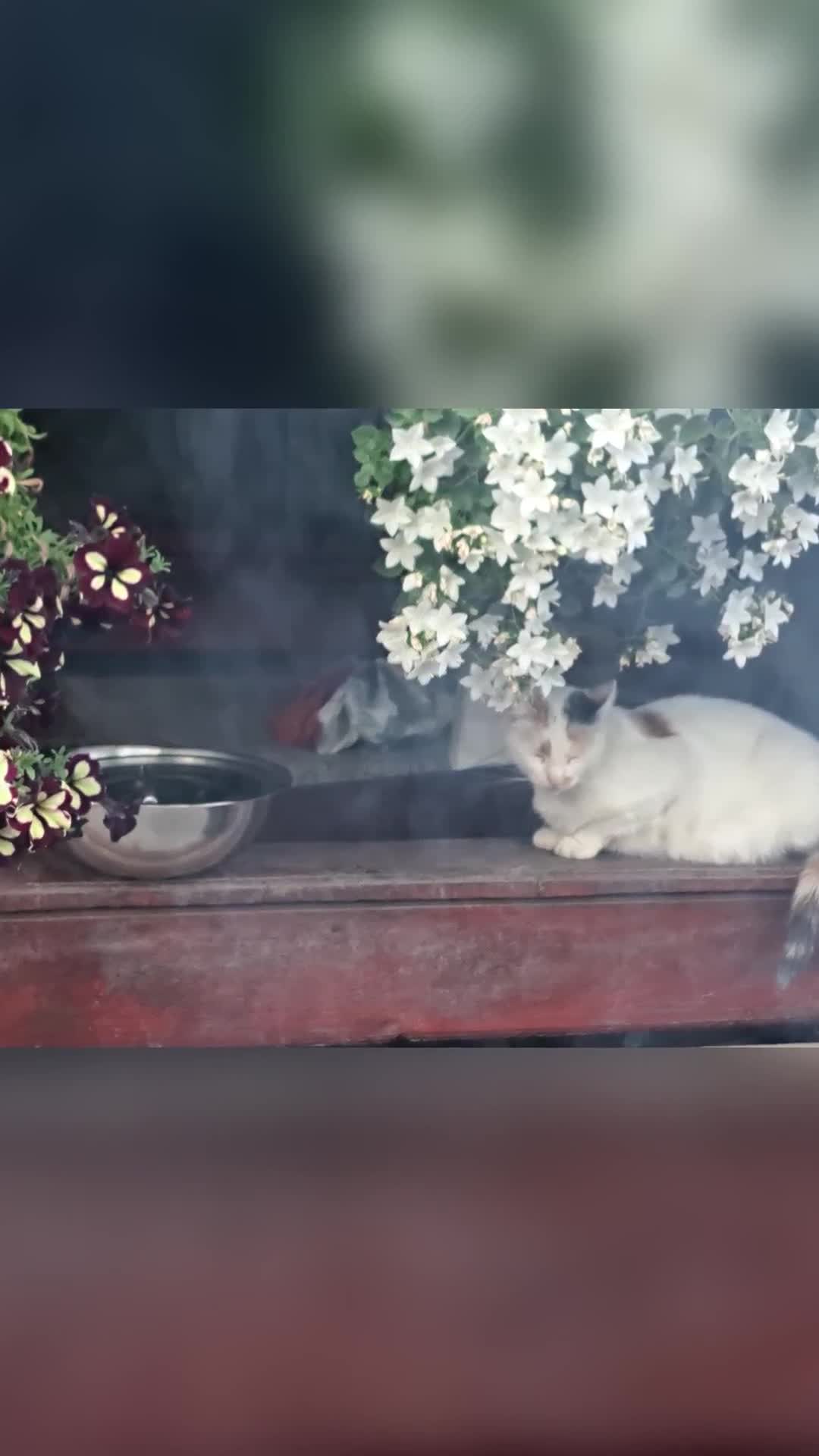 Video de @gupiuser146853
