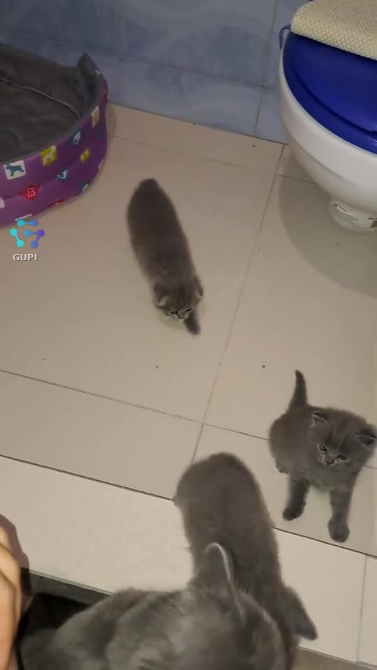 Video de @gupiuser329258