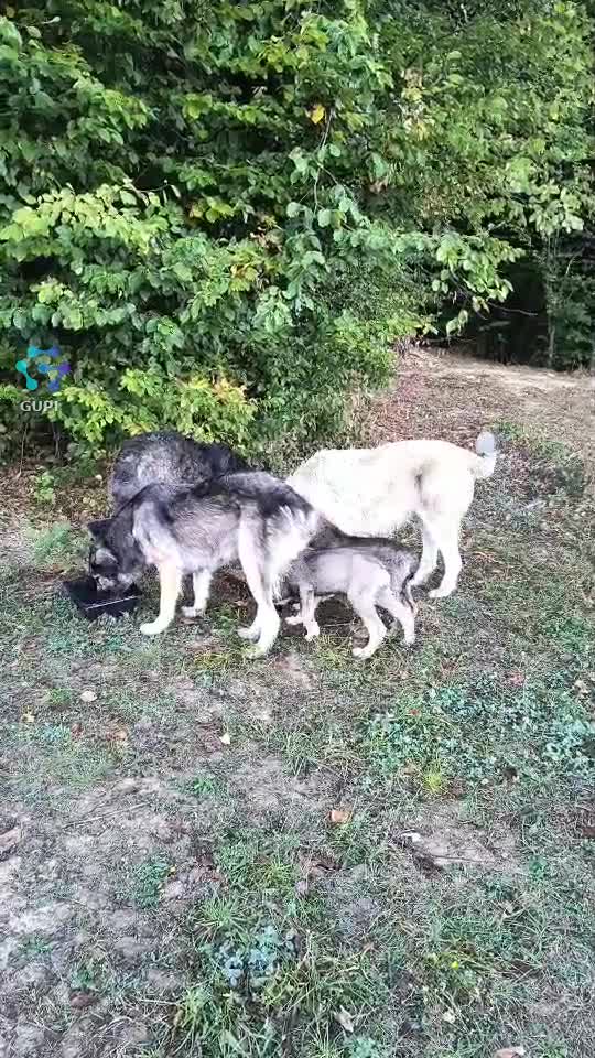 Video de @gupiuser164981