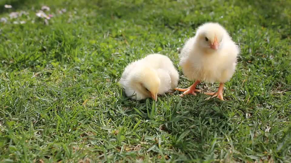 chick