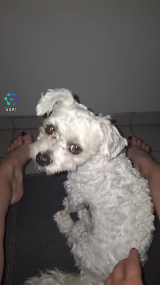 Video de @gupiuser323492