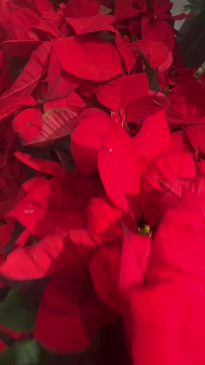 Video de @🇨🇭Vasile1805🇧🇪