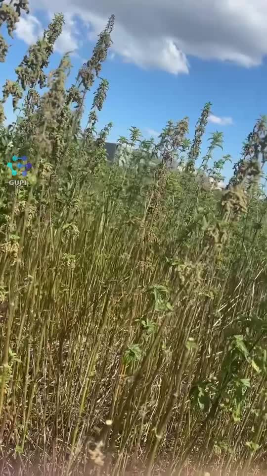 Video de @🇨🇭Vasile1805🇧🇪