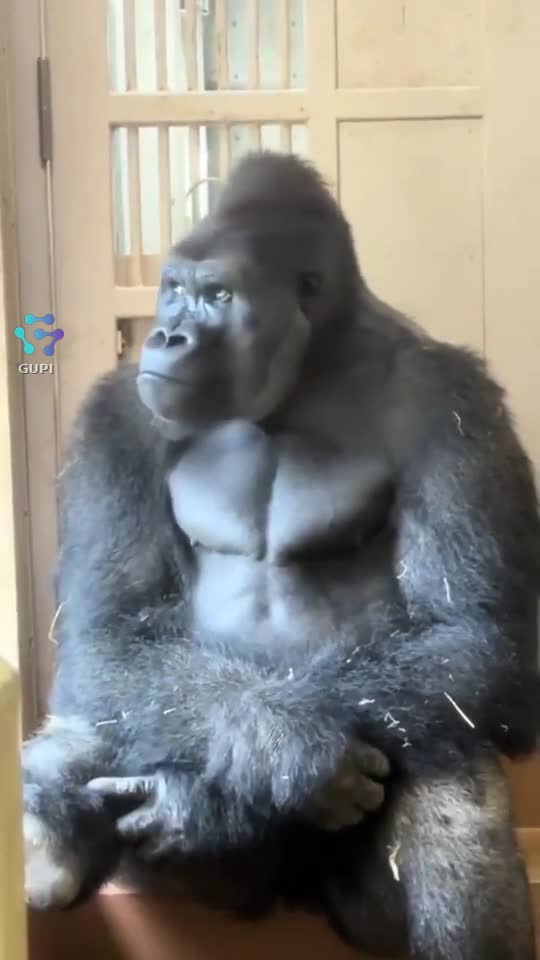 Video de @gupiuser167065