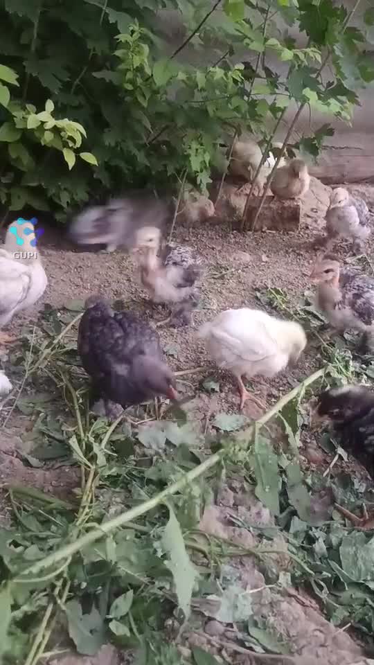 Video de @gupiuser153113