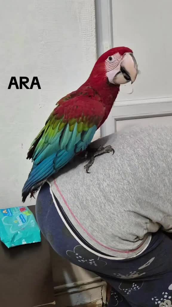ara funny