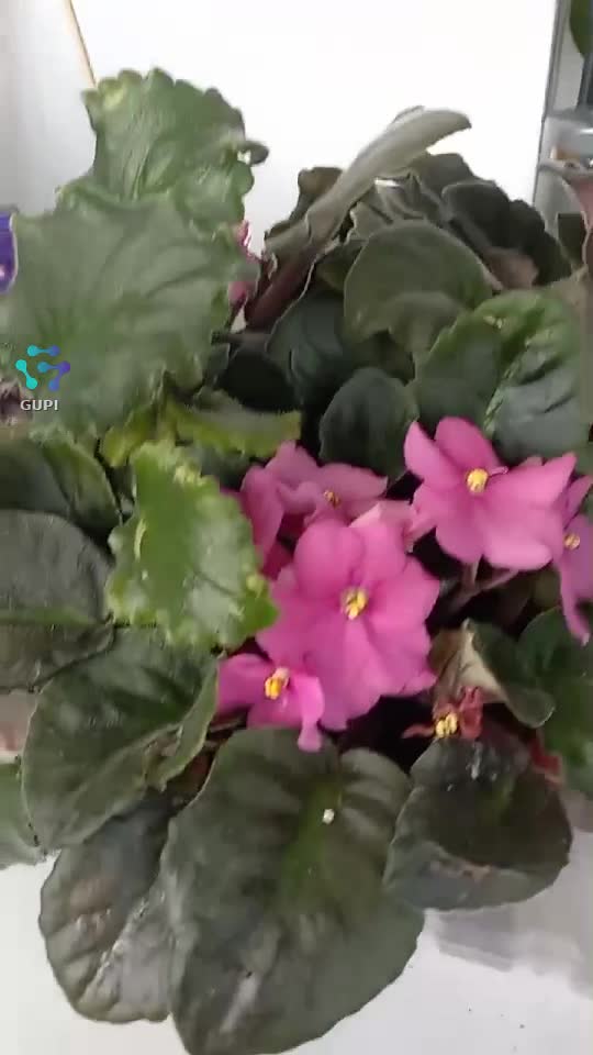 Video de @Rodiana