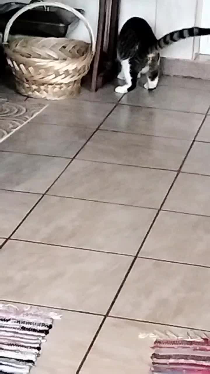 Când stăpânul îmi dă o măslină și eu o consider un șoricel 🤭🤭🤭