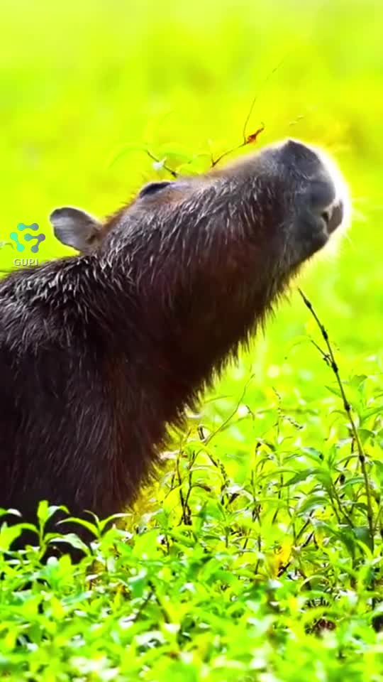 Video de @gupiuser82431