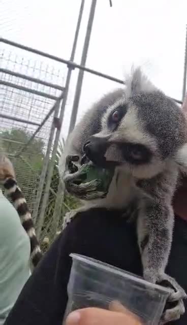 #animals