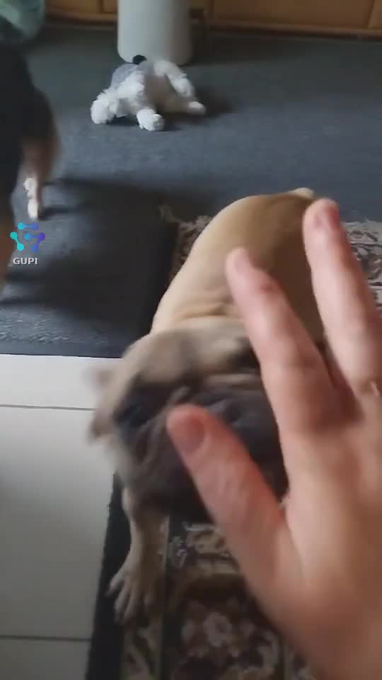 Video de @gupiuser160920