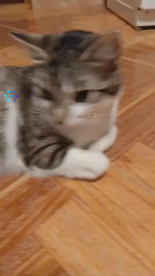 pisicuța dumi supărată la răcoare pe gresie