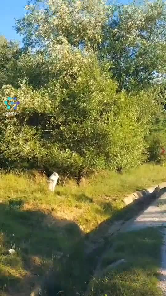 Video de @FLRica06