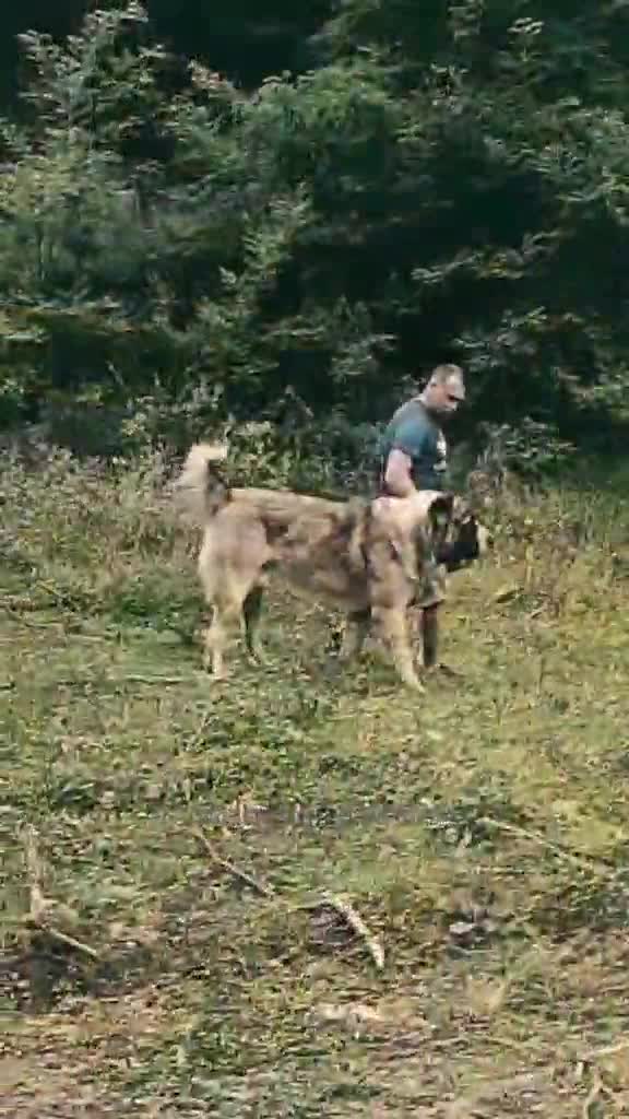 Asiatici de excepție din câinii crescuți de Secelean Toma