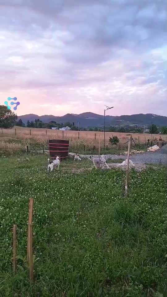 Video de @gupiuser164981