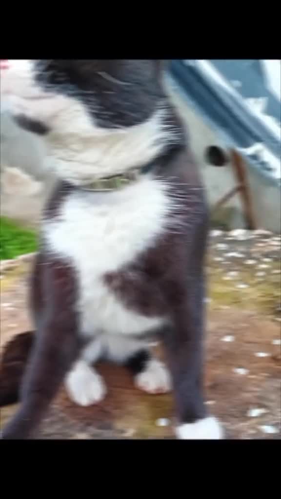 cat