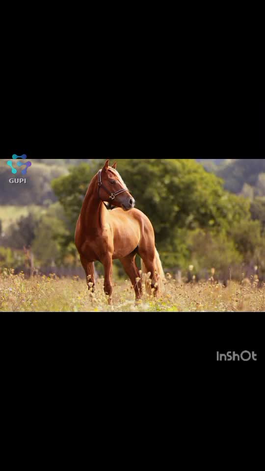 Video de @gupiuser409600