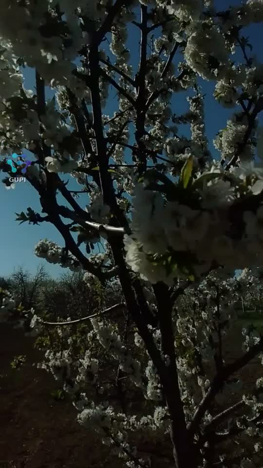 a venit primăvara cu flori albe 