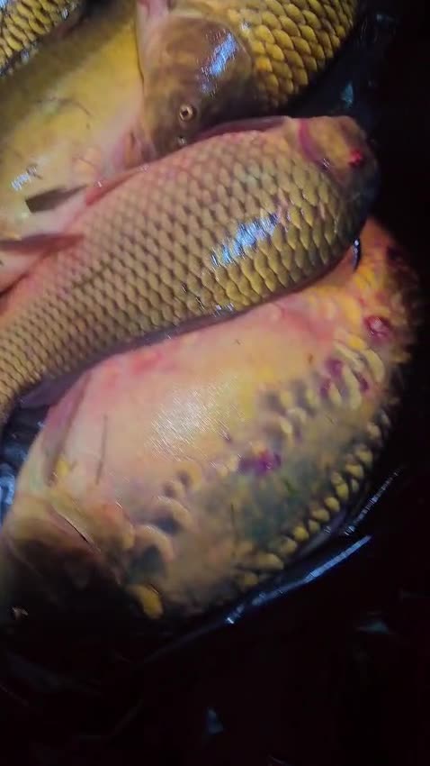 Video de @gupiuser104326