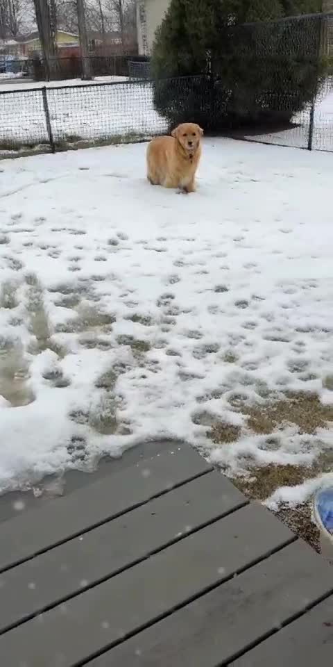 Post-Christmas Reality: Pets vs Endless Winter 😂🐱🐕🥶