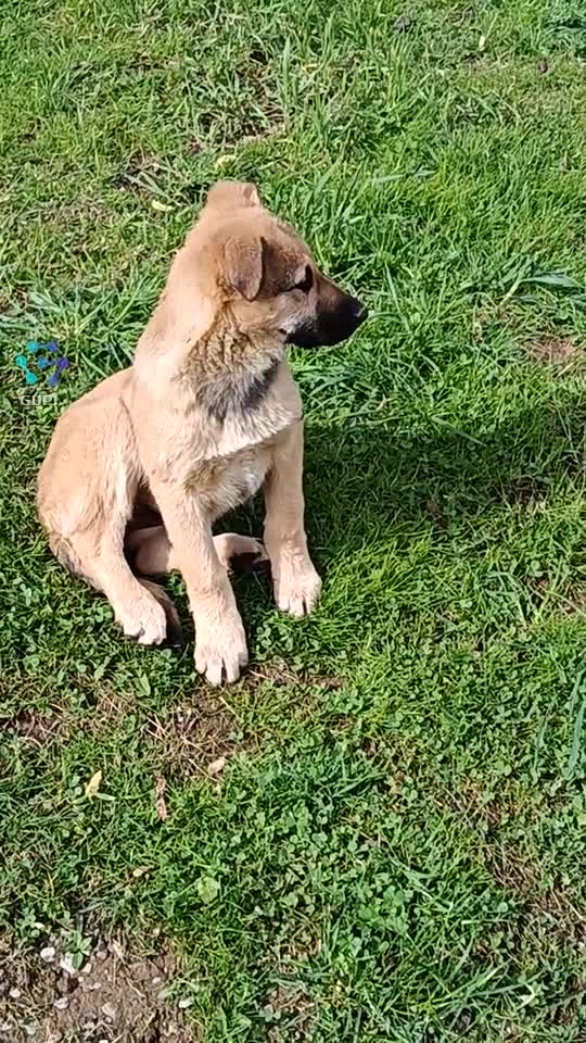 Puțină e o încântare💕