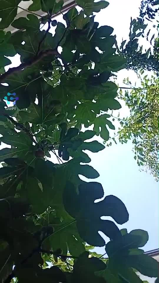 Video de @gupiuser158256