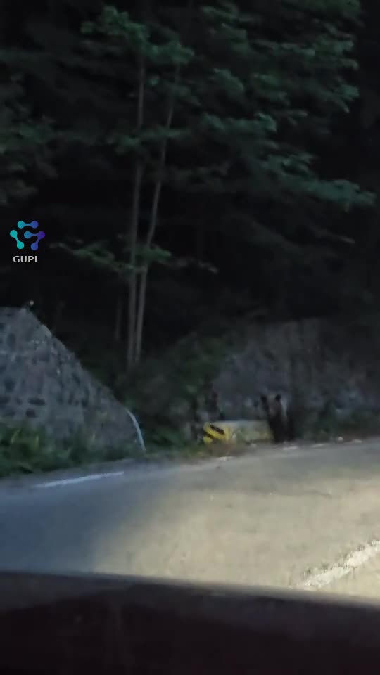 Cînd ti  se strică liniștea....🤣🤣🤣