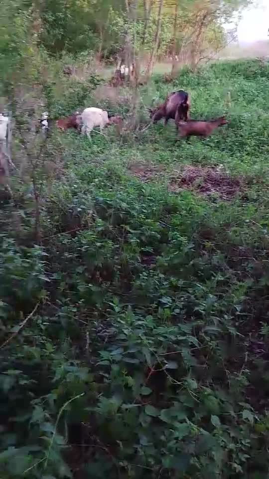 pășunat in cant de pasarele