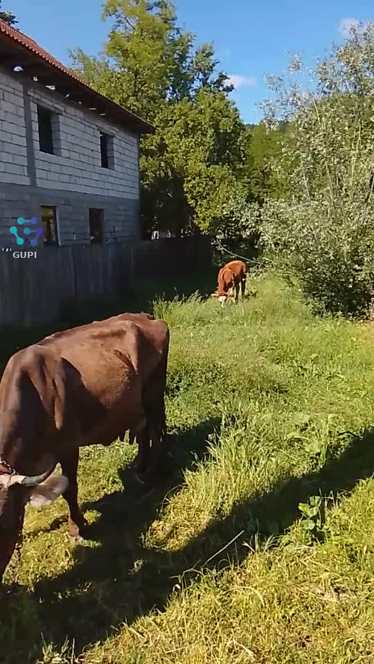 O duminică frumoasă alături de animalele de companie