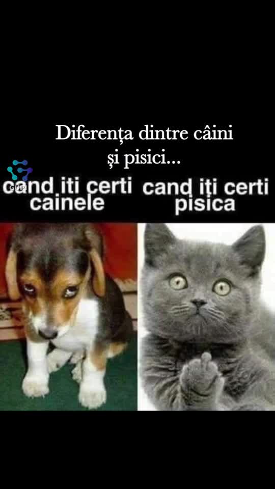 diferența dintre câini și pisici...😁☺️