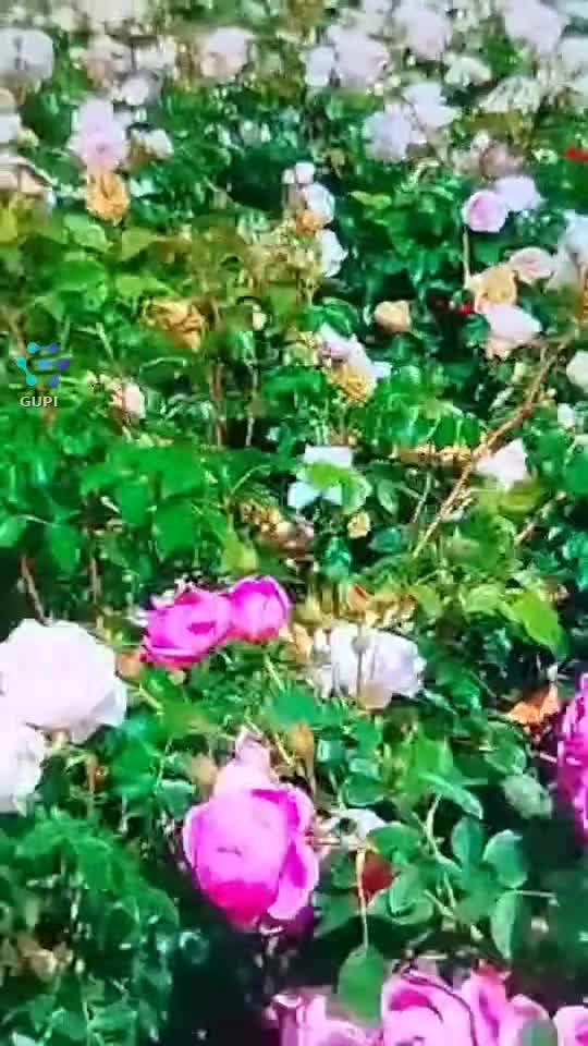 🌹🌹🌹🌹🌹