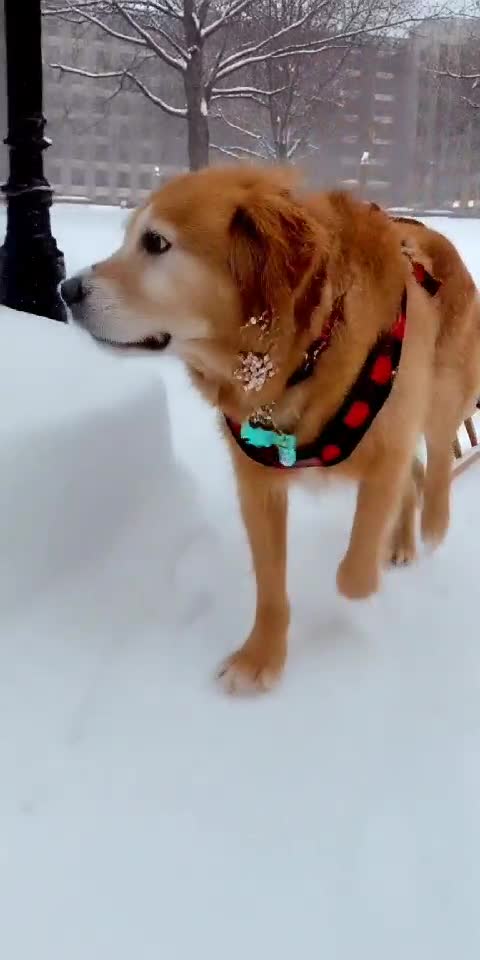 Dog Pulling a Tiny Sled 🐶🛷