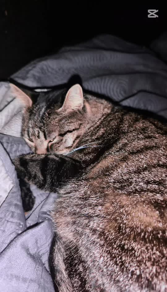 #cat