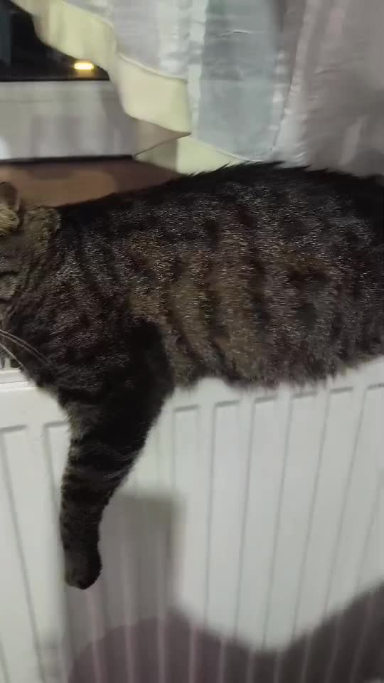 #cat