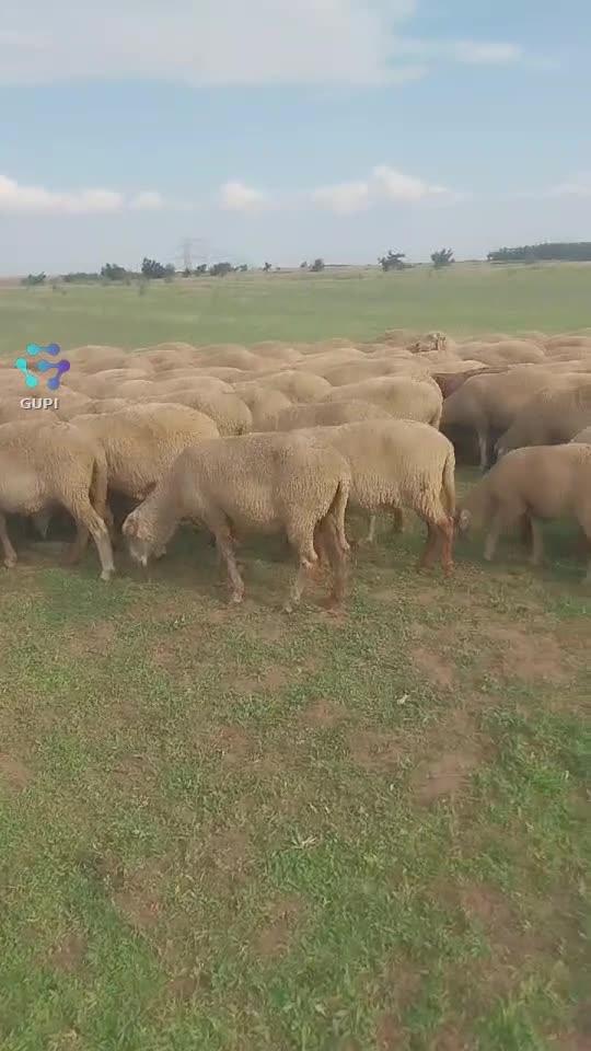 Video de @gupiuser375883