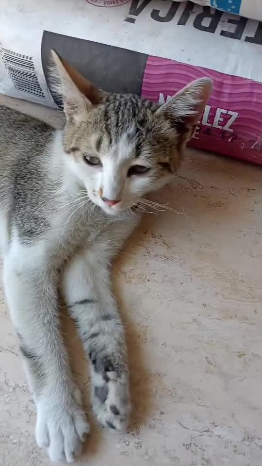 Pisicuț!
