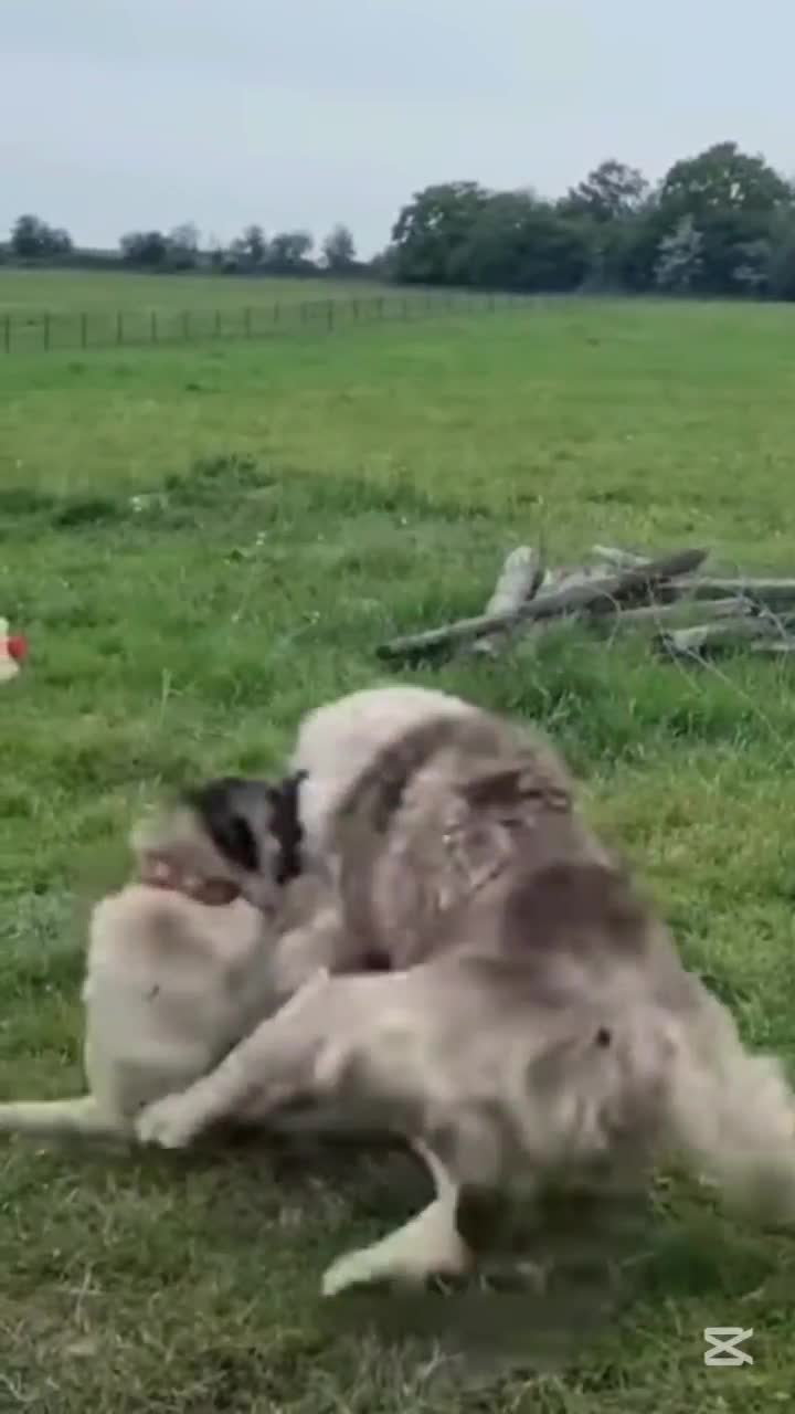 forță și disciplină
Kangal vs Alabai