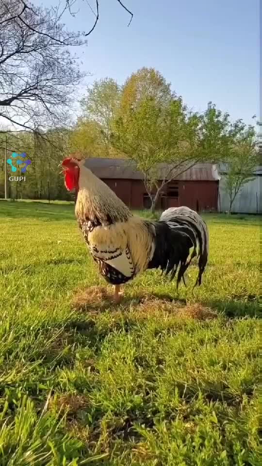 Video de @gupiuser167557