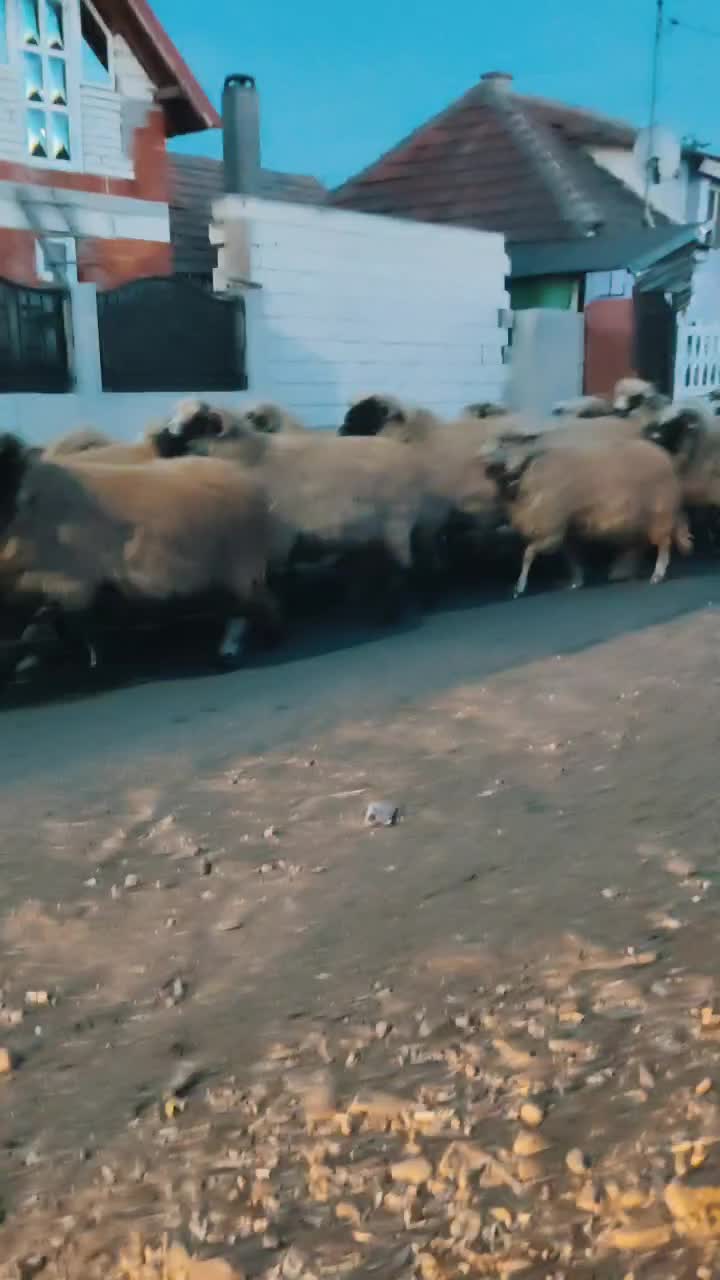 Video de @gupiuser980602