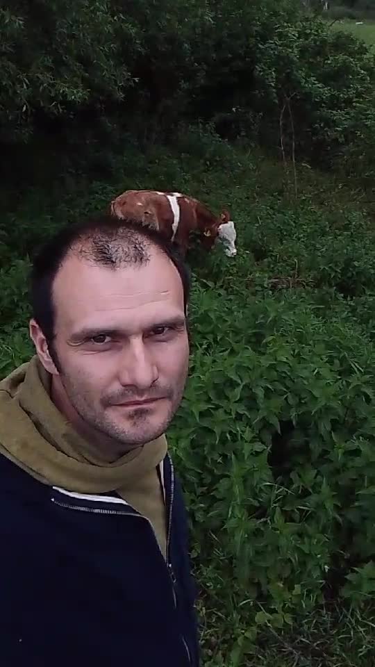vitei angus