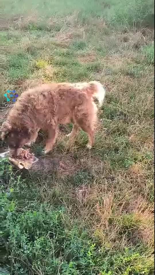 Video de @gupiuser164981