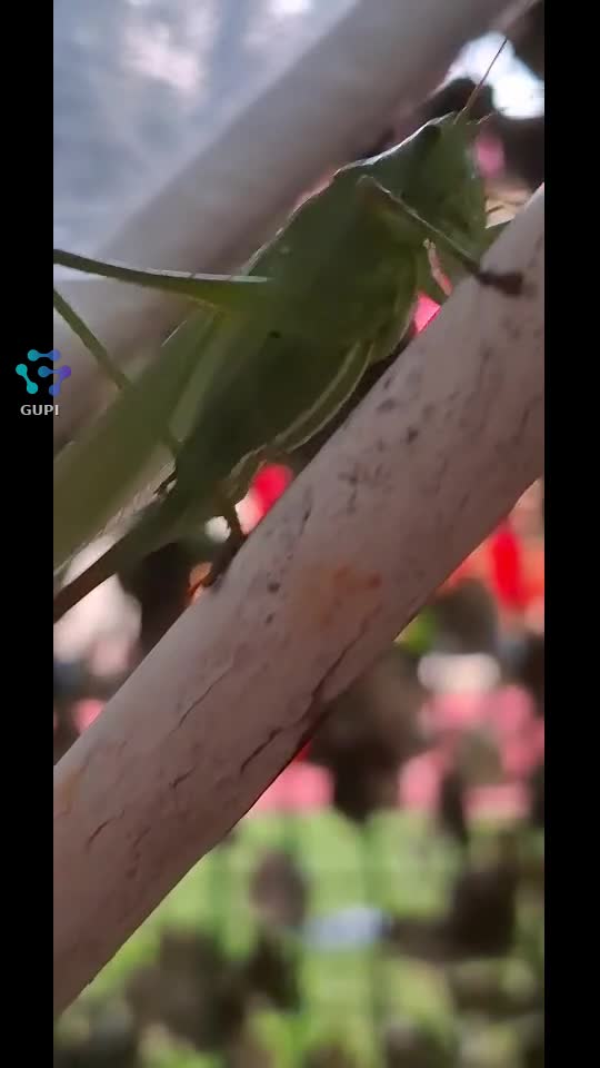 Video de @gupiuser397667