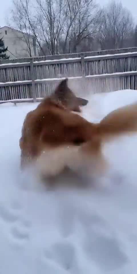Dog’s First Snow ❄️🐶